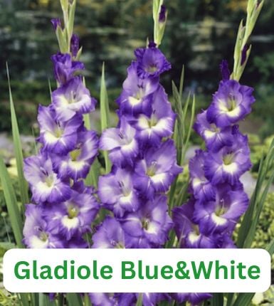 Aranjament bulbi Rapsodie în Roz și Mov: 3xGladiole Blue&White; 5xFreesia Db. Purple; 3xDalia ‘Le Baron’; 5xRanunculus Pink [3]