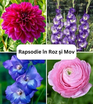 Seminte si bulbi - Aranjament bulbi Rapsodie în Roz și Mov: 3xGladiole Blue&White; 5xFreesia Db. Purple; 3xDalia ‘Le Baron’; 5xRanunculus Pink