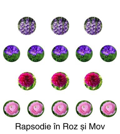 Aranjament bulbi Rapsodie în Roz și Mov: 3xGladiole Blue&White; 5xFreesia Db. Purple; 3xDalia ‘Le Baron’; 5xRanunculus Pink [1]