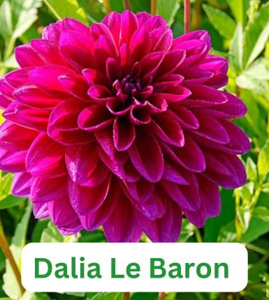 Aranjament bulbi Rapsodie în Roz și Mov: 3xGladiole Blue&White; 5xFreesia Db. Purple; 3xDalia ‘Le Baron’; 5xRanunculus Pink [2]