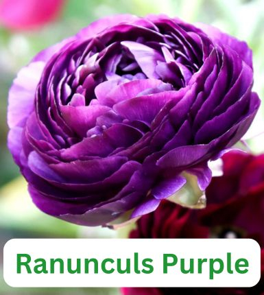 Aranjament bulbi Răsfăț Cromatic :4xCrini Brasilia 3xGladiole Blue; 5xFreesia Db. White; 3xDalia 'Bluesette; 5xRanunculus Purple [5]