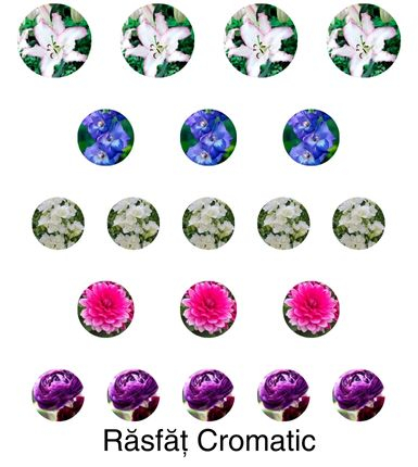 Aranjament bulbi Răsfăț Cromatic :4xCrini Brasilia 3xGladiole Blue; 5xFreesia Db. White; 3xDalia 'Bluesette; 5xRanunculus Purple [1]
