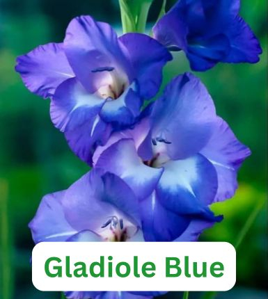 Aranjament bulbi Răsfăț Cromatic :4xCrini Brasilia 3xGladiole Blue; 5xFreesia Db. White; 3xDalia 'Bluesette; 5xRanunculus Purple [3]