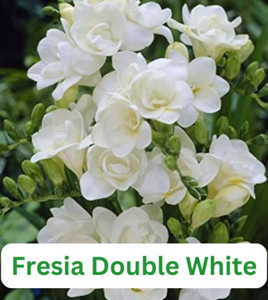 Aranjament bulbi Răsfăț Cromatic :4xCrini Brasilia 3xGladiole Blue; 5xFreesia Db. White; 3xDalia 'Bluesette; 5xRanunculus Purple [4]