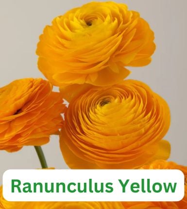 Aranjament bulbi Zori de Zi: 4xCrini Beverly Dream 3xGladiole Green; 5xFreesia Db. yellow; 3xDalia ‘Kelvin Floodloght’; 5xRanunculus Yellow [5]