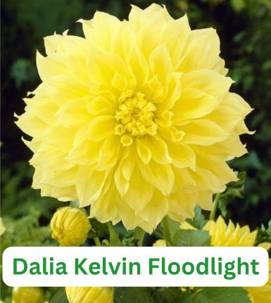 Aranjament bulbi Zori de Zi: 4xCrini Beverly Dream 3xGladiole Green; 5xFreesia Db. yellow; 3xDalia ‘Kelvin Floodloght’; 5xRanunculus Yellow [6]