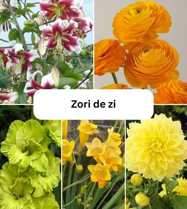 Seminte si bulbi - Aranjament bulbi Zori de Zi: 4xCrini Beverly Dream 3xGladiole Green; 5xFreesia Db. yellow; 3xDalia ‘Kelvin Floodloght’; 5xRanunculus Yellow
