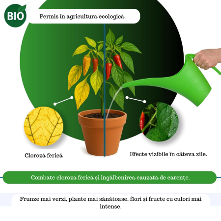Fier pentru Plante Chelatat – Acțiune rapidă împotriva clorozei și îngălbenirii, ideal pentru legume, plante ornamentale și pomi fructiferi [1]