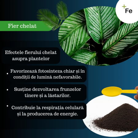 Fier pentru Plante Chelatat – Acțiune rapidă împotriva clorozei și îngălbenirii, ideal pentru legume, plante ornamentale și pomi fructiferi [3]