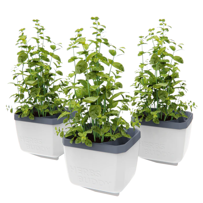 Ghiveci ierburi cu autoudare - HERBS BUDDY [5]