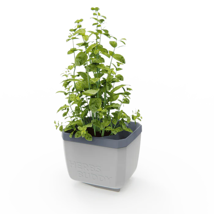 Ghivece - Ghiveci ierburi cu autoudare - HERBS BUDDY