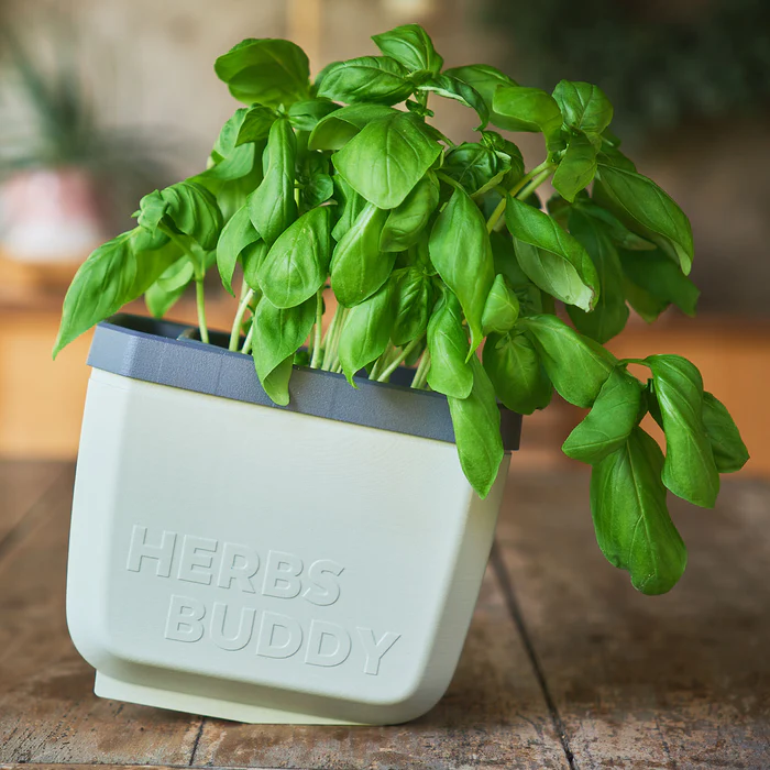Ghiveci ierburi cu autoudare - HERBS BUDDY [4]