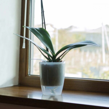 Ghiveci ORCHIDEA TWIN Transparent [2]