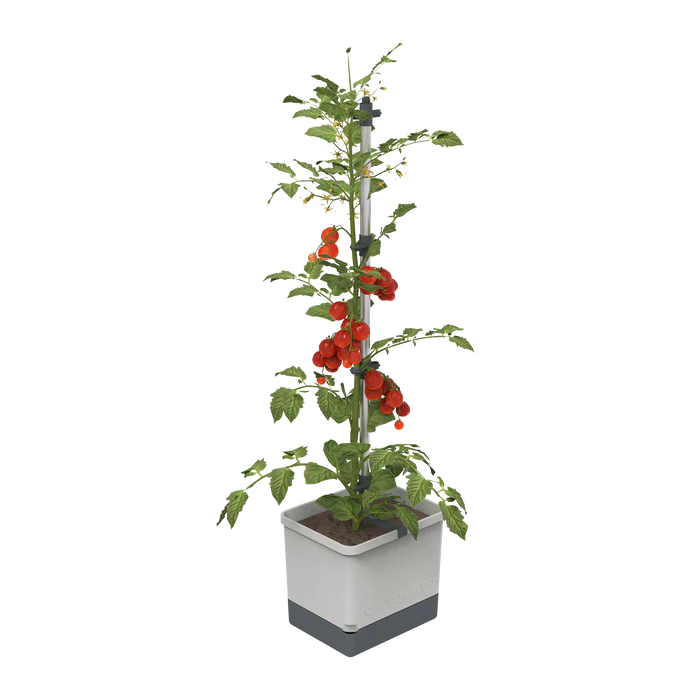 Ghiveci Roșii/Tomate - auto-udare - TOM TOMATO [0]