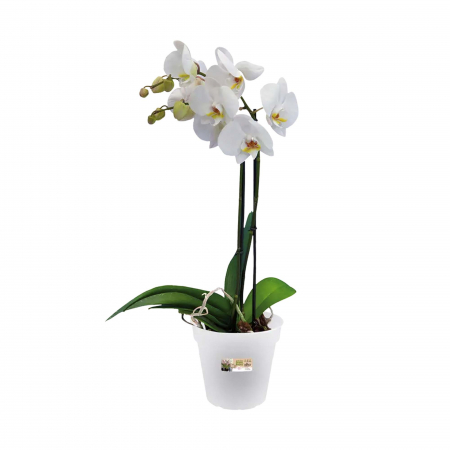 Ghiveci Transparent 13 cm Green Basic [1]