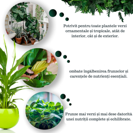 Ingrasamant pentru plante ornamentale verzi GebEarth 500 ml, Ingrasamant perfect pentru Monstera, Ficus, Pothos si toate tipurile de plante verzi, Formula anti-ingalbenire a frunzelor, imbogatita cu f [2]