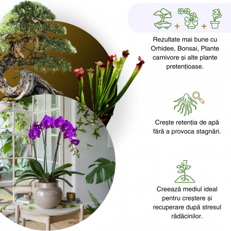 Muschi Sphagnum din Chile ; Fibre / Substrat pentru Orhidee, Bonsai și Plante Carnivore | Ideal pentru Kokedama, Grădini Verticale, Butași și Margotări [4]