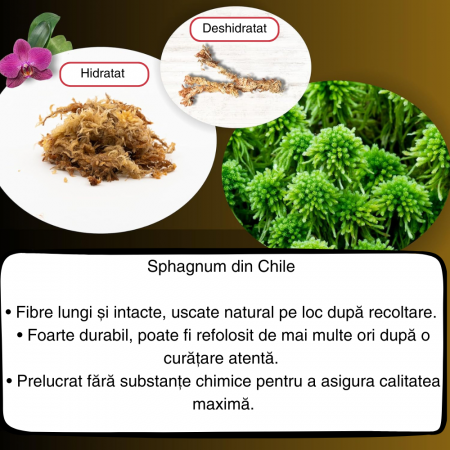 Muschi Sphagnum din Chile ; Fibre / Substrat pentru Orhidee, Bonsai și Plante Carnivore | Ideal pentru Kokedama, Grădini Verticale, Butași și Margotări [2]