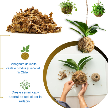 Muschi Sphagnum din Cile in fibre 50g [4]