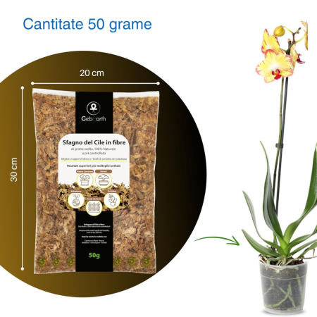 Muschi Sphagnum din Cile in fibre 50g [1]