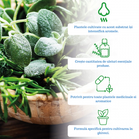 Pământ pentru Plante Aromatice [4]