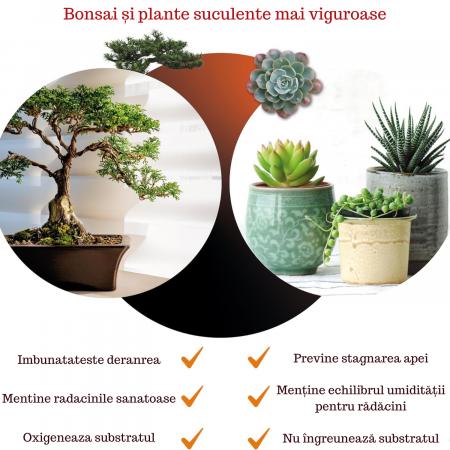 Piatra Pumice 3L Pomice [3]