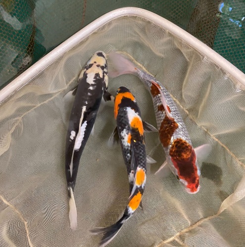 Capitolul 10 – Monitorizarea, incheierea carantinei si integrarea in iazul principal