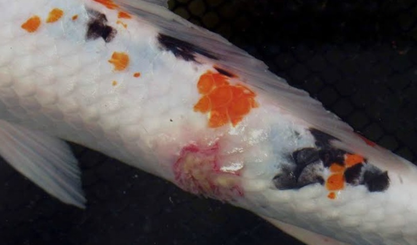 Capitolul 7 – Probleme bacteriene în carantină: cauze, recunoaștere și gestionare