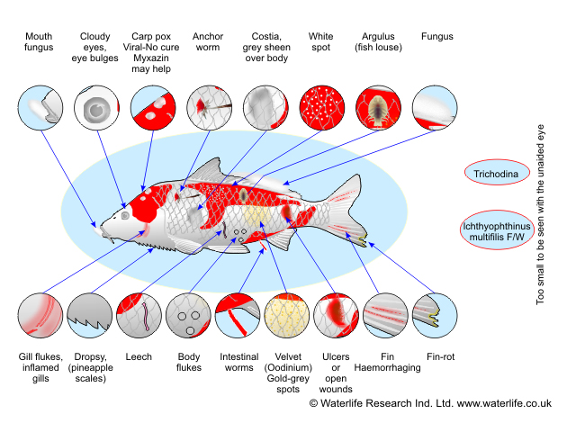 Capitolul 12 – Diagnostic diferential: identificarea corecta a bolilor bacteriene, virale si parazitare in carantina