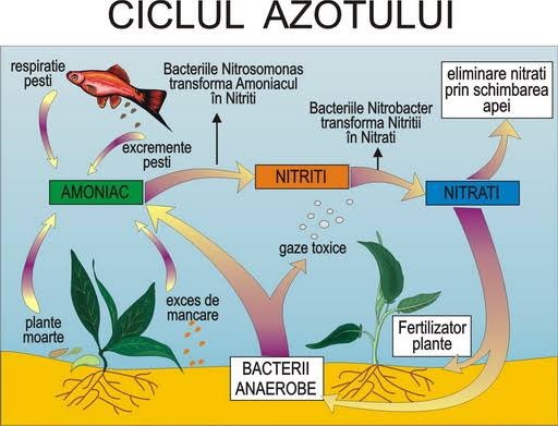 Capitolul 4 – Ciclarea biologica si stabilitatea apei