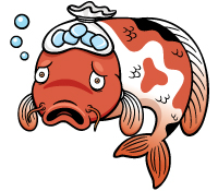 Old Pond Syndrome la Koi – De ce apar probleme atunci cand introduci pesti sau plante noi intr-un iaz vechi