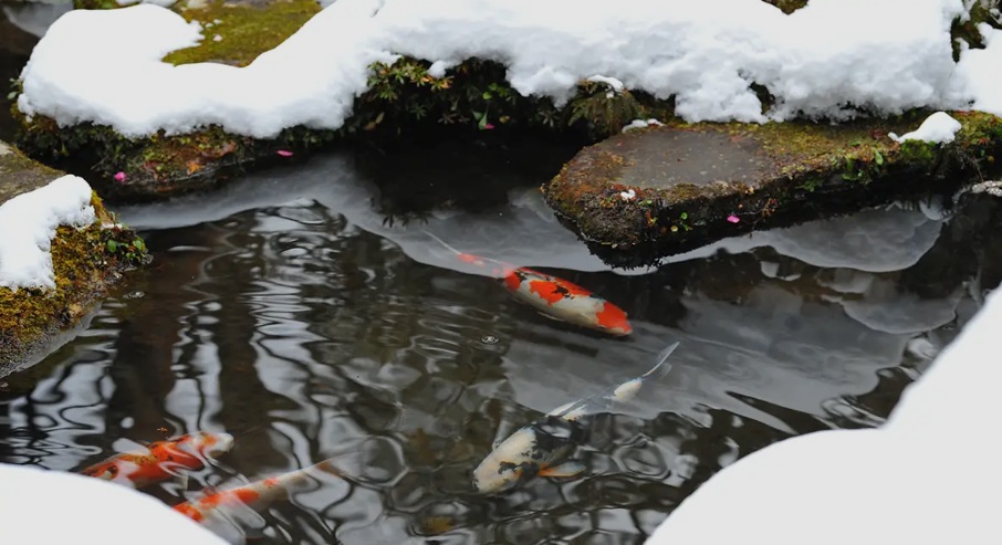 Primăvara – cea mai delicată perioadă pentru iazurile cu crapi Koi