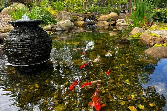 Cum previi apa verde in iaz – solutii naturale si tehnice