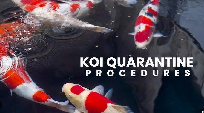Capitolul 6 – Protocolul practic de carantinare a crapilor koi