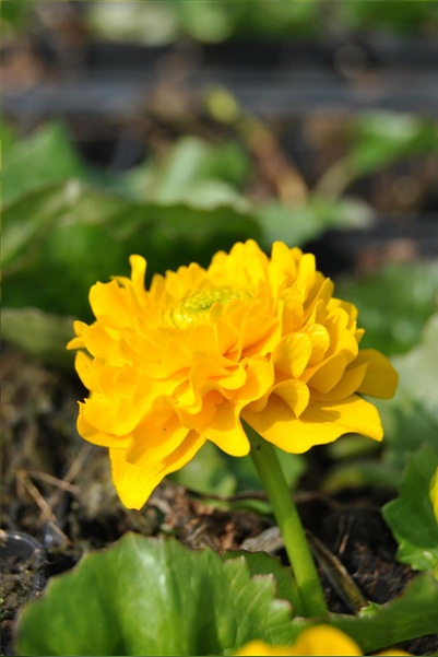 Caltha palustris Multiplex [2]