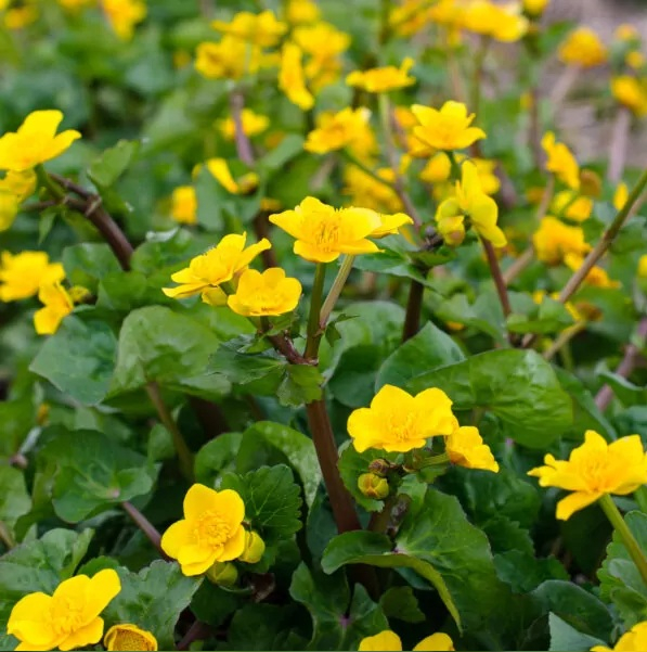 Caltha palustris var. polypetala [3]