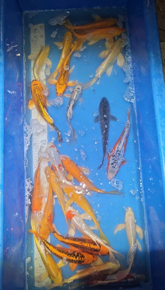 Crapi Koi - Butterfly - HQ Selected 25-30 cm [2]
