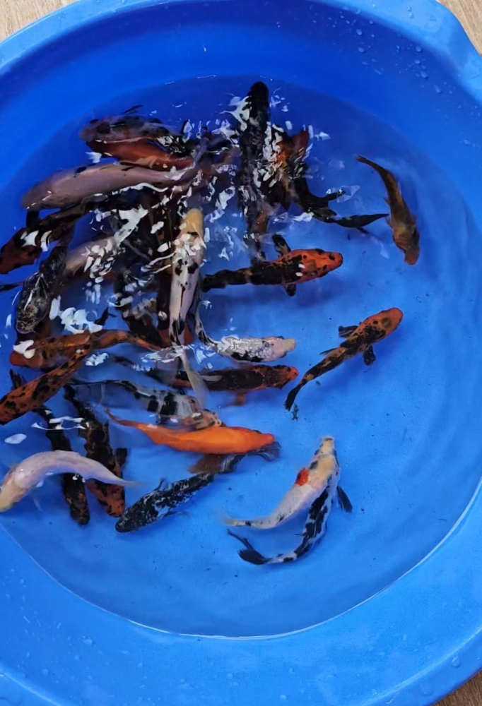 Crapi Koi  - Standard 13 -17 cm [1]