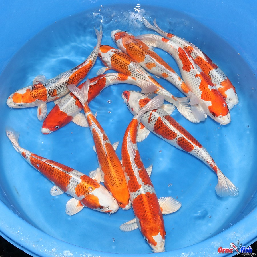Crapi Koi Japonia - JapanKoiService / Ornafish [3]