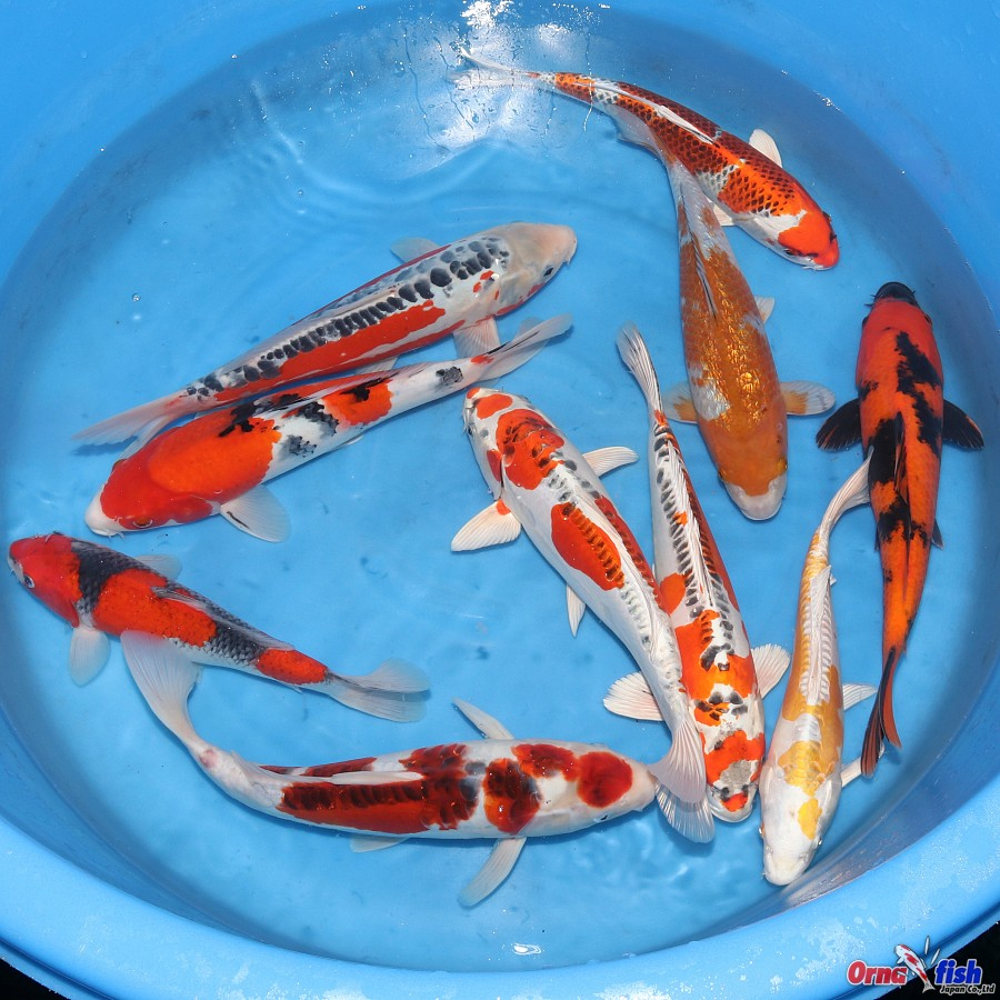 Crapi Koi Japonia - JapanKoiService / Ornafish [2]