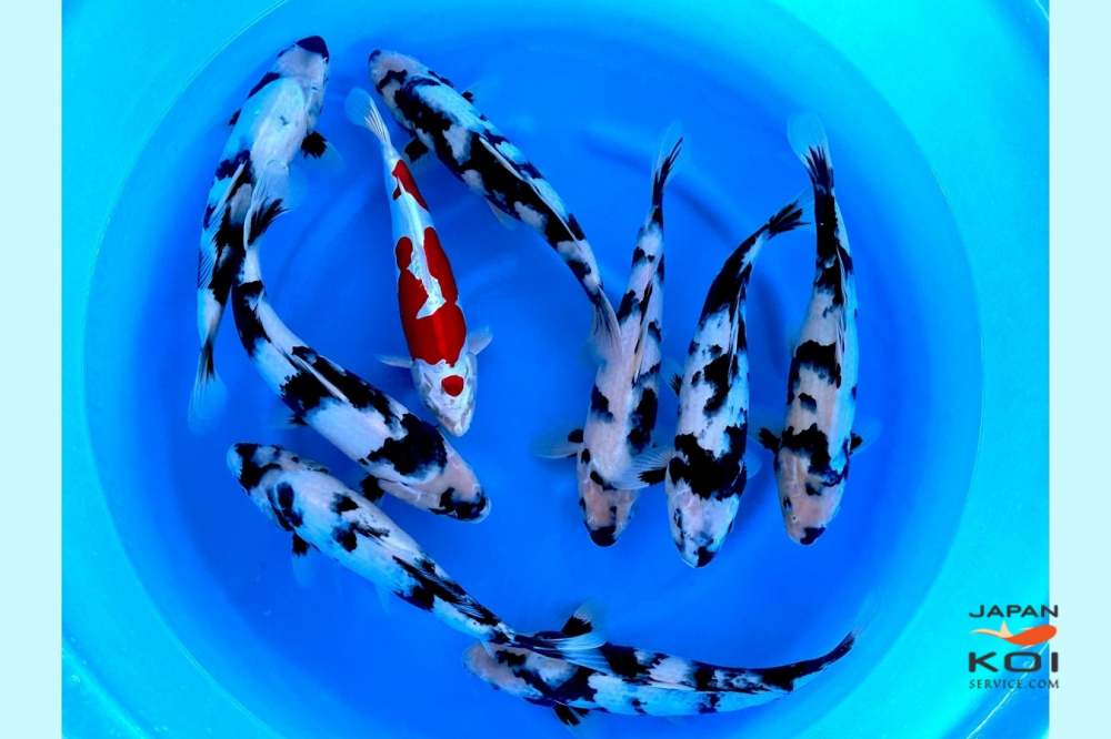 Crapi Koi Japonia - Japan Koi Serivce [4]