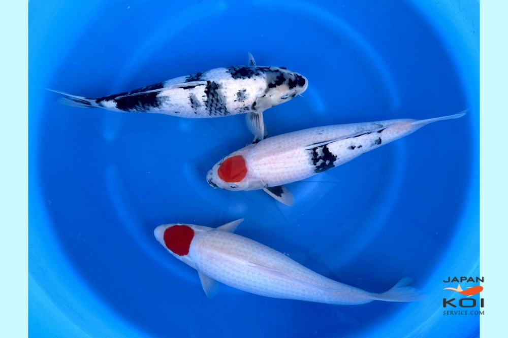 Crapi Koi Japonia - Japan Koi Serivce [2]
