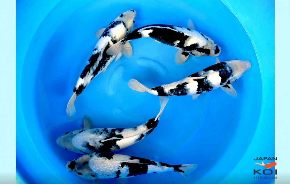 Crapi Koi Japonia - Japan Koi Serivce [3]