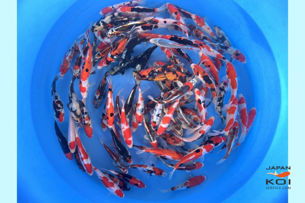 Crapi Koi Japonia Tosai Tateshita Mix - Diverse varietati [1]