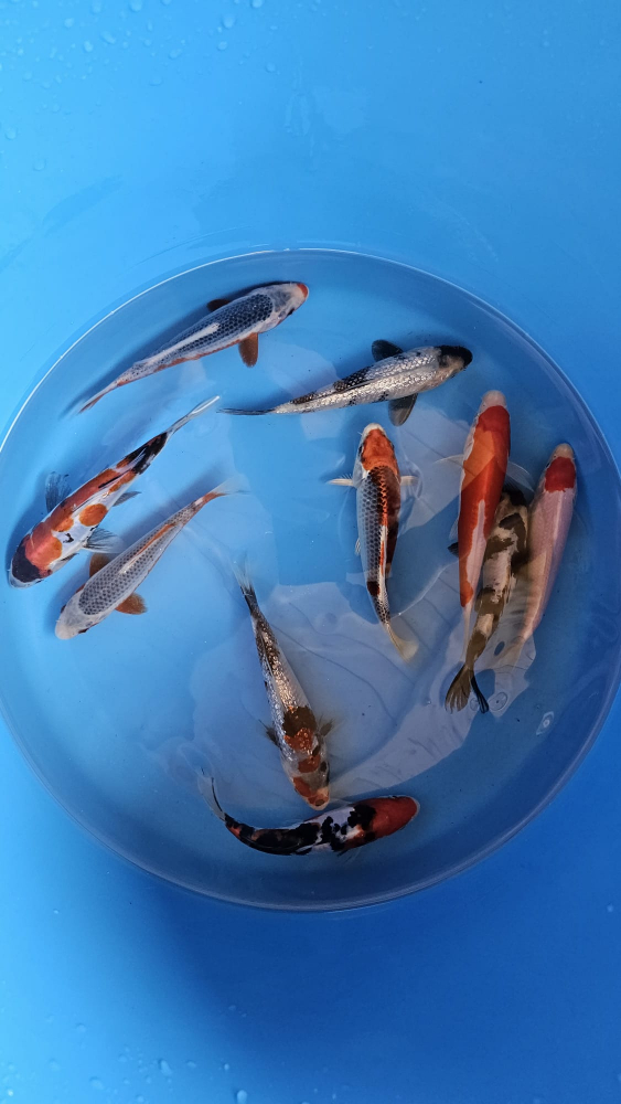 Crapi Koi Japonia Tosai Tateshita Mix - Diverse varietati [3]