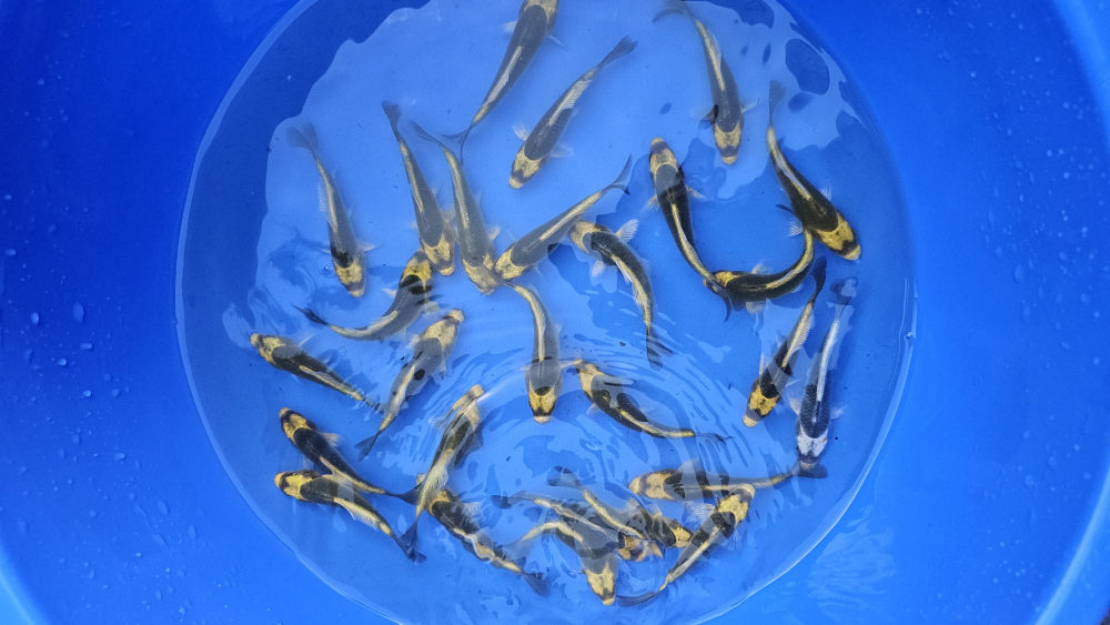 Crapi Koi - Kabuto - 9-11 cm [3]