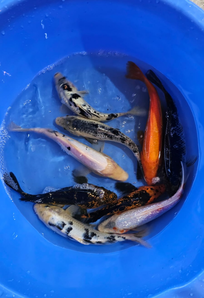 Crapi Koi  - Standard 17 -25 cm [1]