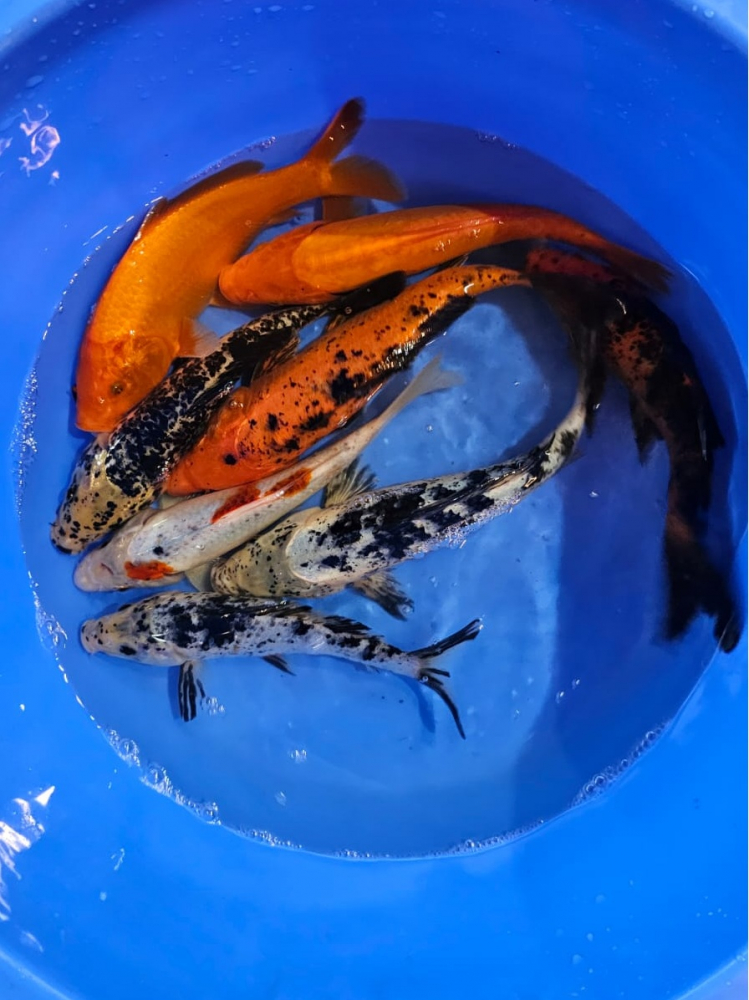 Crapi Koi  - Standard 17 -25 cm [2]