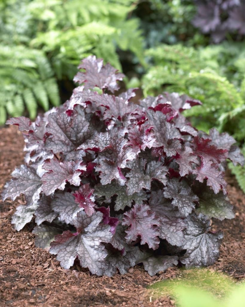 Heuchera Plum Pudding [2]