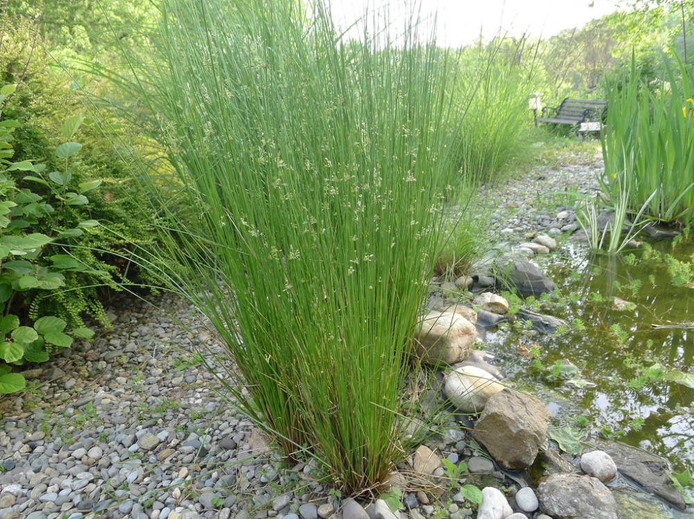 Iarba de mlastina Juncus effusus [2]